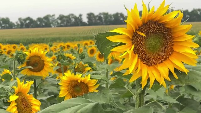 Sunflower Head Close Up Agriculture Ukraine