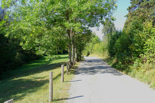 Paved country road lined with green trees, foliage, and wooden fence posts in Val di Sella near Arte Sella, Trentino, Northern Italy, on a sunny summer day.