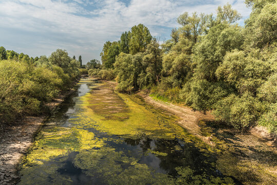 Low water levels at the Altrhein with storks in the dry riverbed during a period of extreme low water near Ketsch, Rhein-Neckar-Kreis, Germany