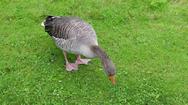 Greylag goose foraging and eating green grass on a lawn