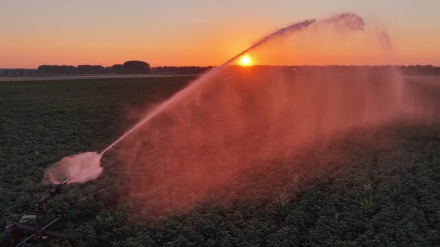 Aerial footage in sunrise or sunset of modern mobile sprinkler irrigation system watering agricultural field. Aerial pull back shot of agricultural irrigation system watering crops during dry season.