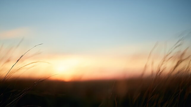 Soft focus prairie grass at sunset with warm, golden light