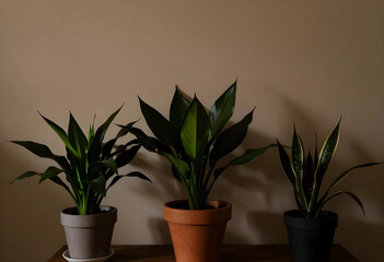 Fototapeta premium Indoor plants for home decor and wellness, green foliage in pots on a wooden shelf against a neutral wall background