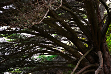 Fototapeta premium Dense twisting branches and a rugged trunk fill the frame beneath an evergreen canopy near Ragged Point along California's Big Sur coast.