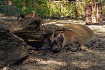 Two Red River Hogs Are Resting Peacefully In The Shaded Dirt Of An Enclosure, Partially Tucked Behind A Fallen Log. © shonti