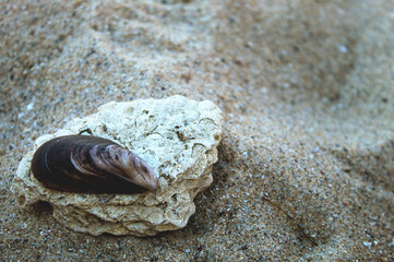 Marine Shell on Weathered Rock Composition © Valeri