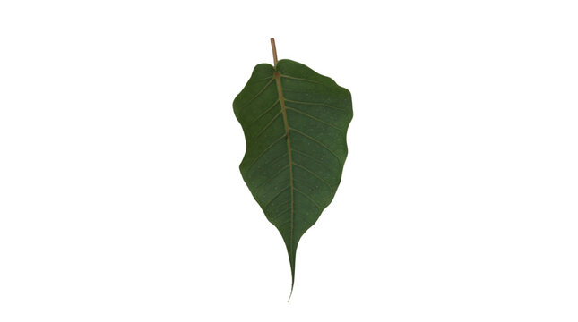 Green Bodhi Peepal Leaf Isolated png and transparent background