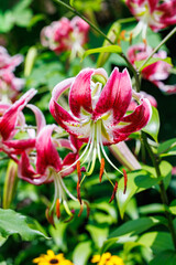 Fototapeta premium Close-up of Showy lily flower blooming beautifully in an early summer garden.