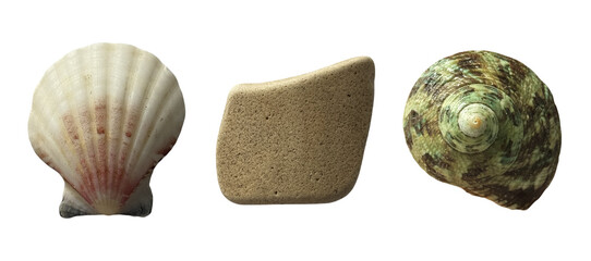 Coastal collection with white scallop flat porous stone and green spiral shell for nautical design on a transparent background © Valeri