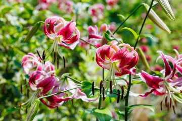 Obraz premium Showy lily flowers blooming beautifully in the early summer garden.