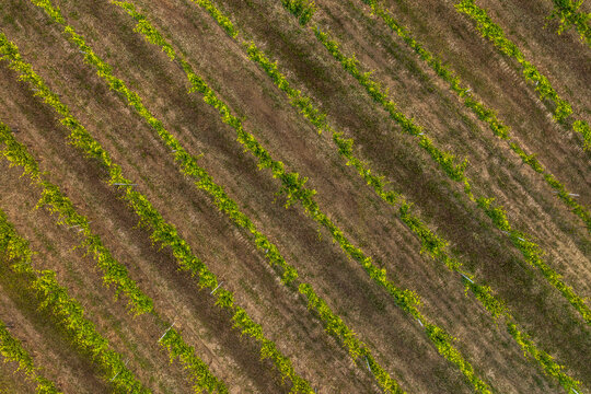 Aerial view of rows of lush green grapevines in a vineyard with brown soil patterns in San Severino Marche, Marche, Italy.