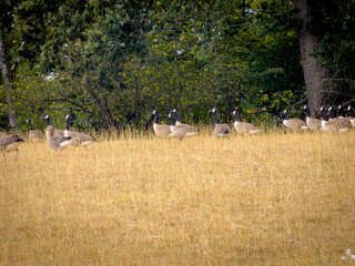 Canada geese walking along woodland edge landscape © PatrykRoams