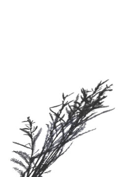 Delicate fern shadow overlay for summer product mockups and realistic sunlight outdoor effects on a transparent background