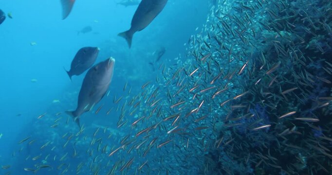 Underwater shot of schools of various small and large fish swimming and feeding around a coral reef. Seascape with passages of predatory large fish darting around in an attempt to eat the smaller ones