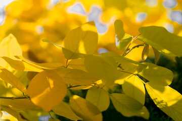 Obraz premium Cinematic Close Up of Tropical Leaves with Soft Bokeh