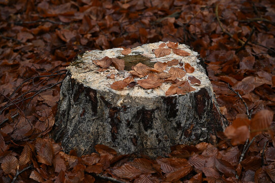 Herbststumpf 25