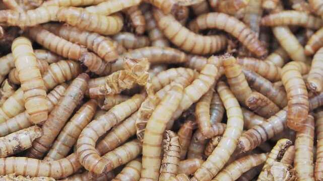 Mealworms for animal feed and edible insect protein