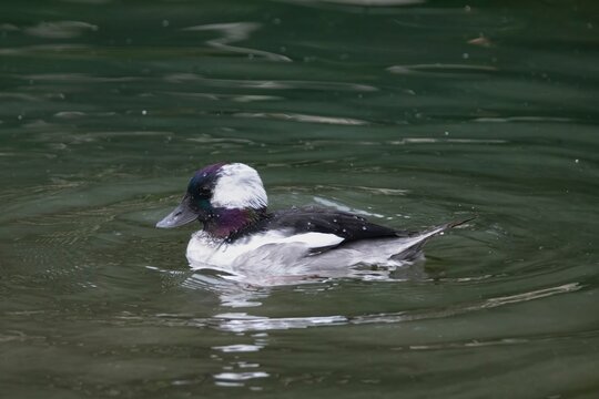 The Bufflehead Duck (Bucephala albeola)