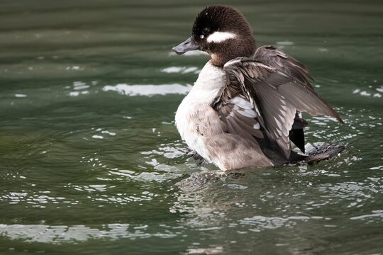 The Bufflehead Duck (Bucephala albeola)