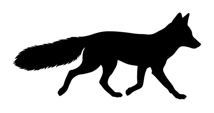 Silhouette of a fox walking in profile