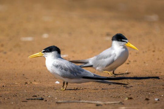 Yellow-billed Tern - Sternula superciliaris, beautiful small tern native to the waters of South America, Pantanal, Brazil.