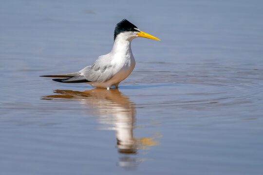 Yellow-billed Tern - Sternula superciliaris, beautiful small tern native to the waters of South America, Pantanal, Brazil.