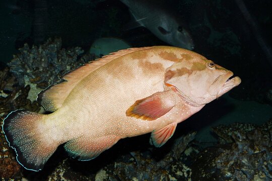 Lateral view of a Yellowfin hind (Cephalopholis hemistiktos)