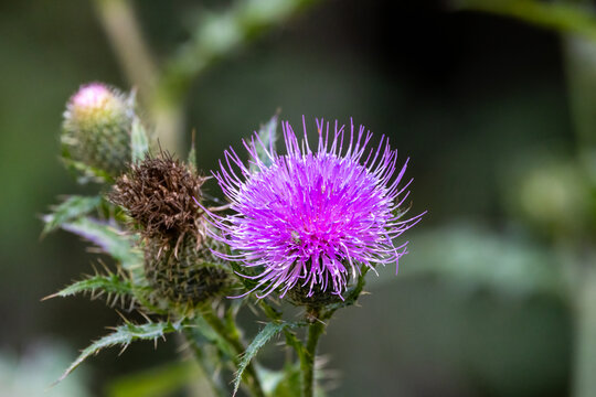 Close-up of a field thistle flower (Cirsium discolor) blooming in rural Dunn County, Wisconsin.