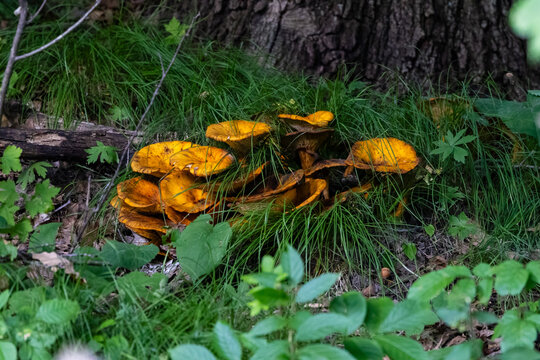 Cluster of eastern jack-o'-lantern mushrooms (Omphalotus illudens) in rural Dunn County, Wisconsin.