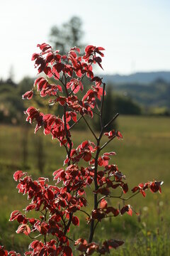 A tree with red leaves is in a field