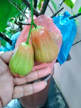 Ripe Honey Wax Apple Hanging on Tree in Indonesian Orchard
