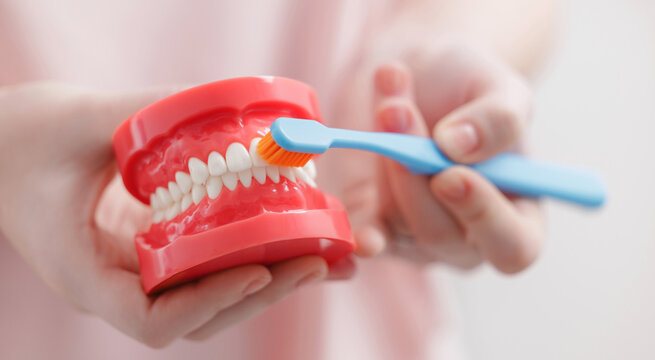 Adult caucasian hands demonstrating teeth brushing on dental model, banner with copy space