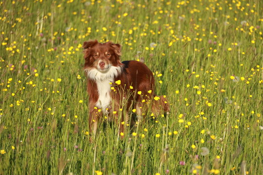 A brown and white dog is standing in a field of yellow flowers