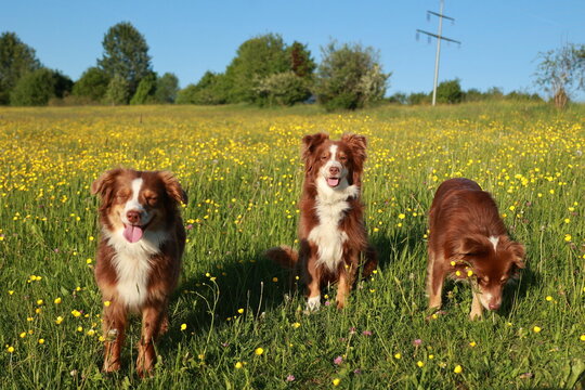 Three dogs are standing in a field of yellow flowers