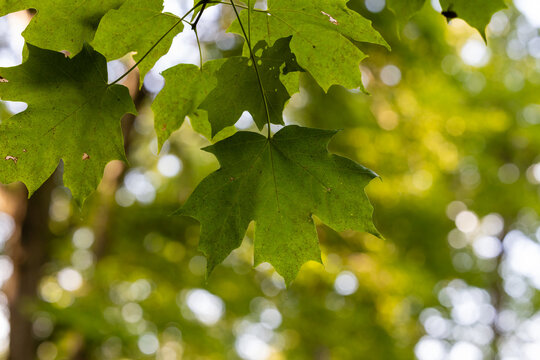 Close-up of green sugar maple leaves (Acer saccharum) in rural Dunn County, Wisconsin.