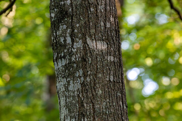 Obraz premium Bark on a sugar maple tree trunk (Acer saccharum) in rural Dunn County, Wisconsin.