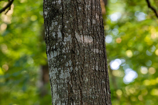 Bark on a sugar maple tree trunk (Acer saccharum) in rural Dunn County, Wisconsin.