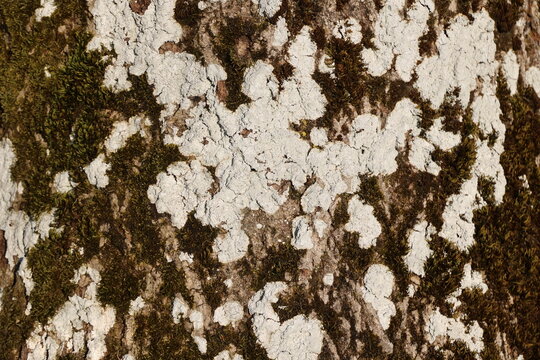 A tree trunk covered in moss and white spots
