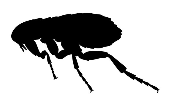 Silhouette of a flea