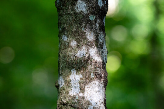Lichen on a sugar maple tree trunk (Acer saccharum) in rural Dunn County, Wisconsin.