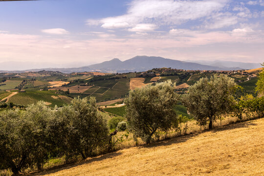 View of the rolling hills and vineyards of the Marche region with olive trees in the foreground and mountains in the distance in Ripatransone, Marche, Italy.