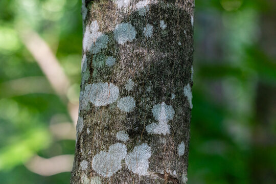 Close-up of pale lichen on a sugar maple trunk (Acer saccharum) in Dunn County, Wisconsin.