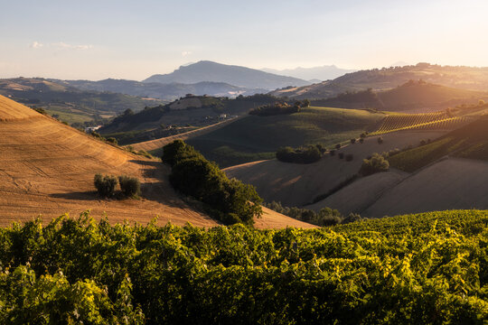 View of rolling hills covered in vineyards and golden wheat fields under the warm glow of the sunset in the rural landscape of Ripatransone, Marche, Italy.