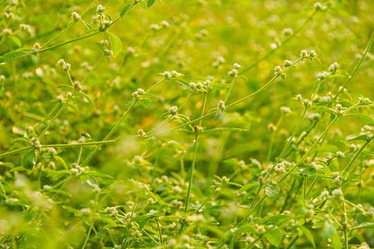 Close-up of Sessile Joyweed (Alternanthera sessilis) growing in a field bathed in warm golden morning sunlight