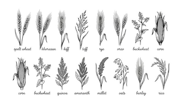 Vintage black and white sketch vector set of various grains and cereal crops illustration