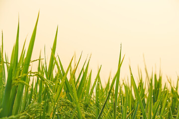 Fototapeta premium Green rice plants with fresh morning dew drops against a clear bright sky background in paddy field