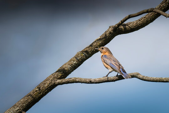 Young Bluebird Perched on a Tree Branch