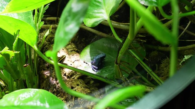 Blue poison dart frog resting on a leaf