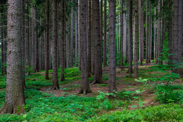 Fototapeta premium Dense coniferous forest with tall pine and spruce tree trunks standing on green mossy floor in summer wilderness.
