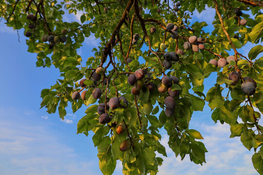 Clusters of ripe blue-purple plums abundantly cover the tree branches against a background of bright blue summer sky with light clouds. Juicy fruits are ripening under the warm evening sun rays, highl